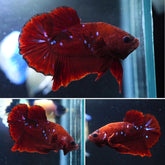 #3 (New Arrival) Red Tiger Nemo Koi Male Plakat Betta Fish - High Quality Live Aquarium Male Betta Fish